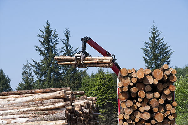 Ledwell serves the lumber industry - logging industry